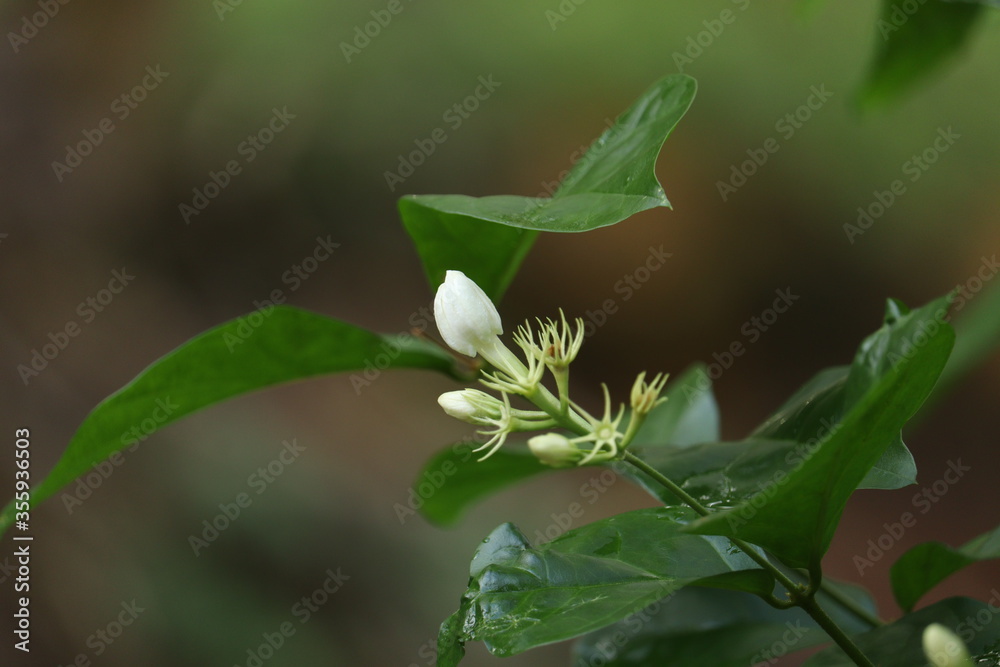 Obraz premium jasmine flower in a garden