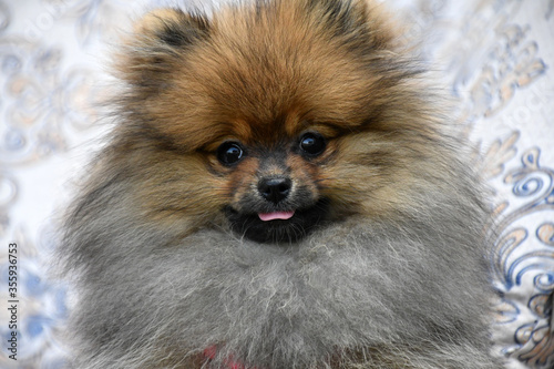 A little fluffy dog of spits. Front close-up view.
