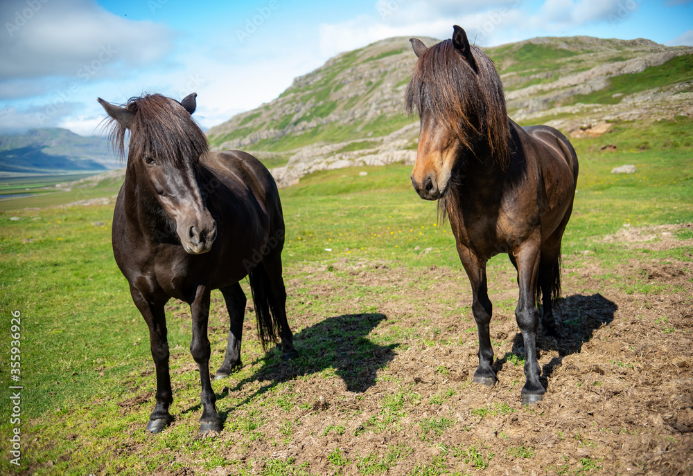 A herd of Icelandic horses in a pasture in Iceland A herd of Icelandic horses in a pasture in Iceland