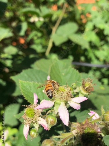 insect life, the bee collects nectar on the blossoming flowers