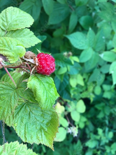 red raspberry on a branch in a summer garden
