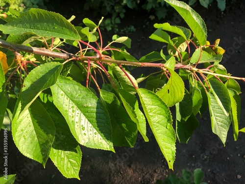 cherry branch with leaves under the sun