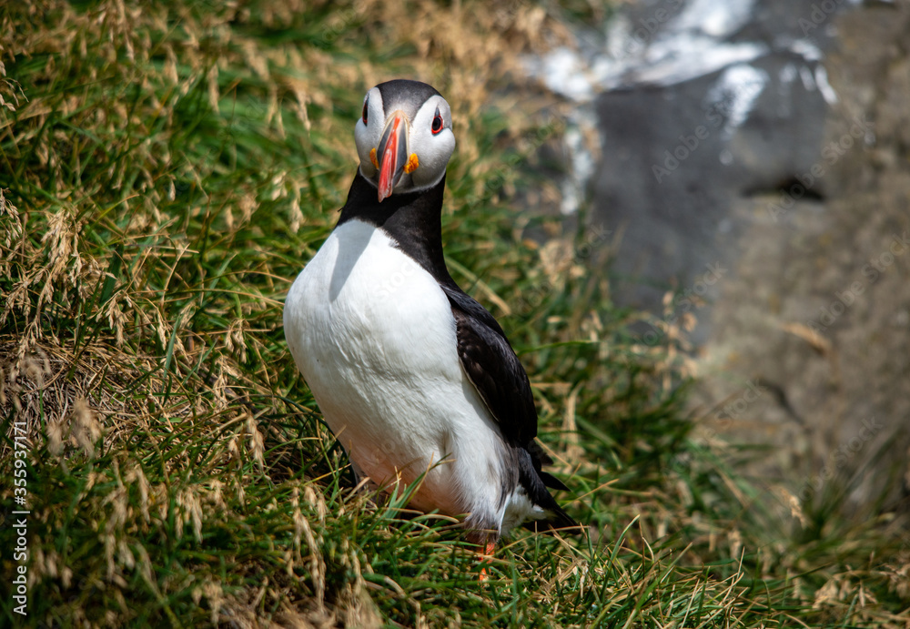 The Atlantic puffin, also known as the common puffin The Atlantic puffin, also known as the common puffin