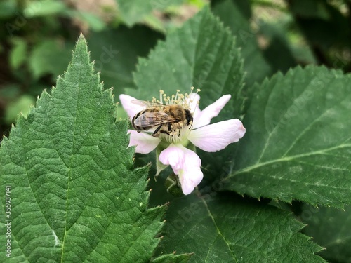 insect life, a bee diligently collecting nectar from a blackberry branch in summer