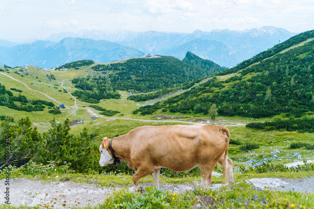 Cow and calf spends the summer months on an alpine meadow in Alps. Austrian cows on green hills in Alps. Alpine landscape in cloudy Sunny day. Cow standing on road through Alps. Many cows on pasture