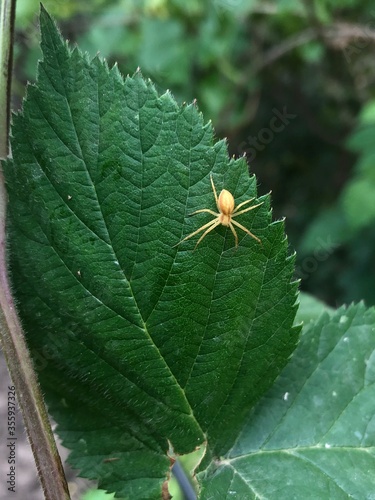 insect life, spider on a blackberry leaf