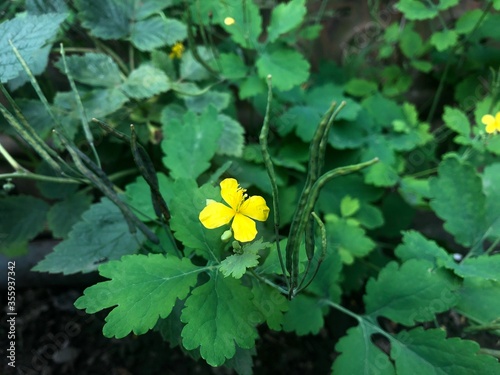 flowering plant with yellow flowers