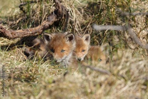 Red fox cubs in a new world at nature © Menno Schaefer