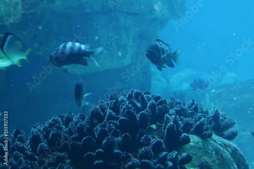 Fish in an aquarium