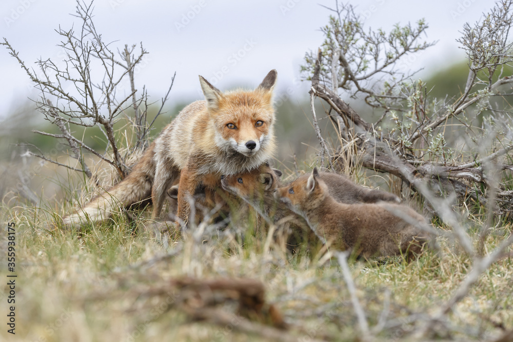 Red fox cubs in nature