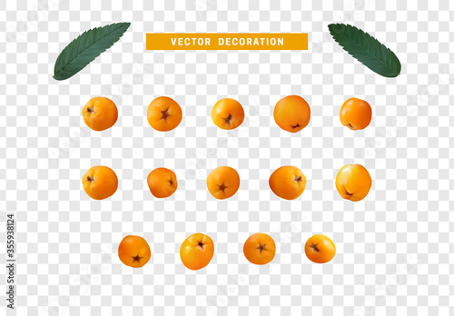Set of realistic rowan berries, hawthorn, viburnum. vector illustration
