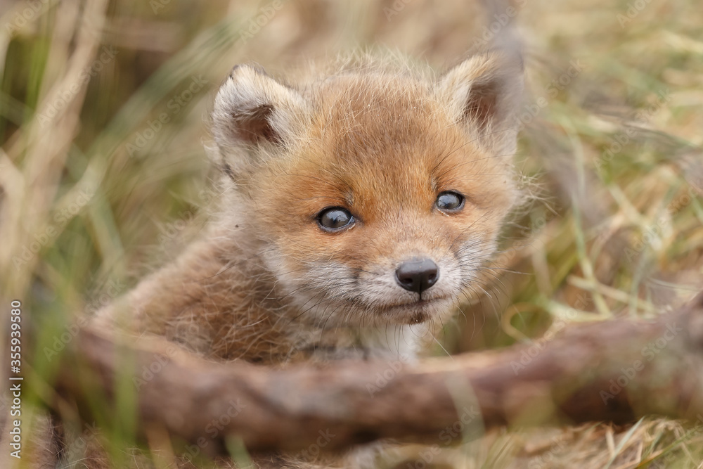 Fototapeta premium Red fox cubs in nature