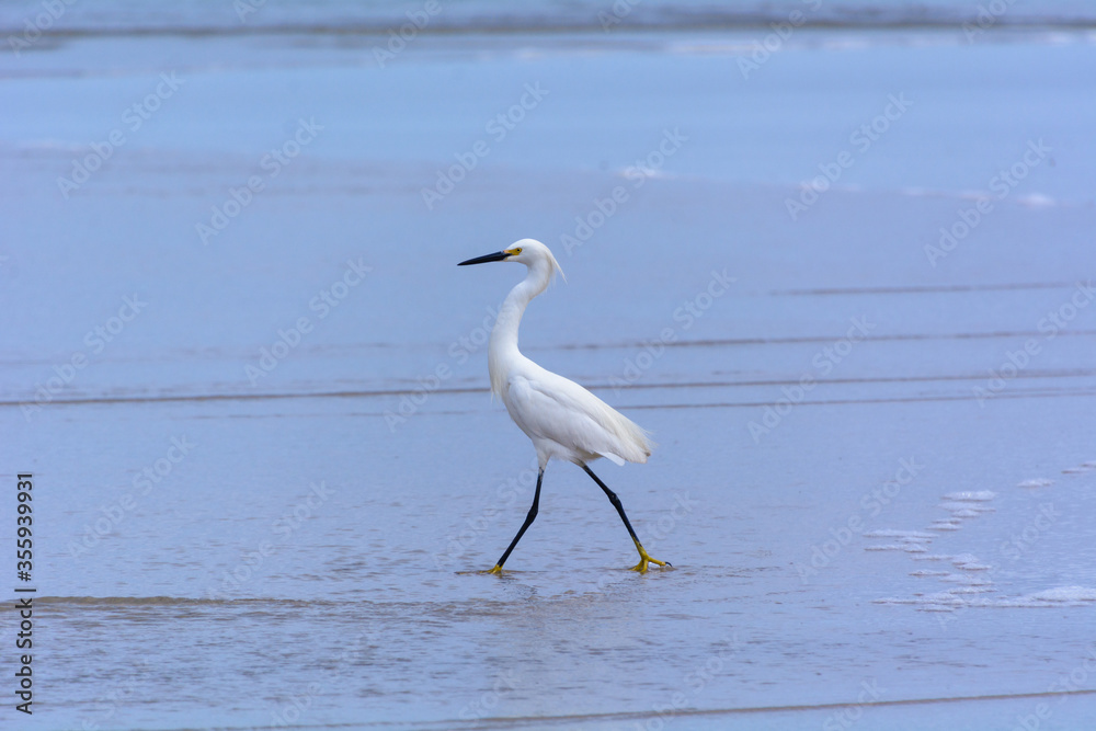 bird at the shore of San Diego bird at the shore of San Diego