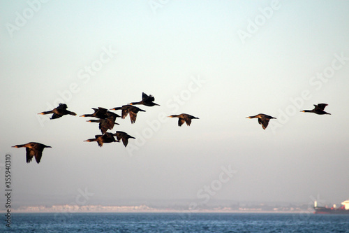 African wings in Cape Town