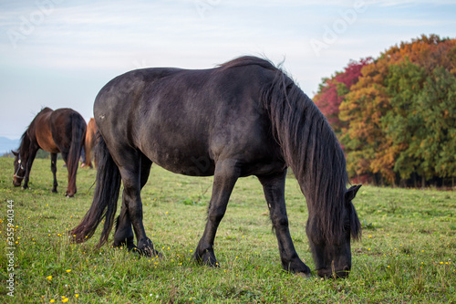 Autumn portrait of beatutiful frisian mare. Black Friesian horse.