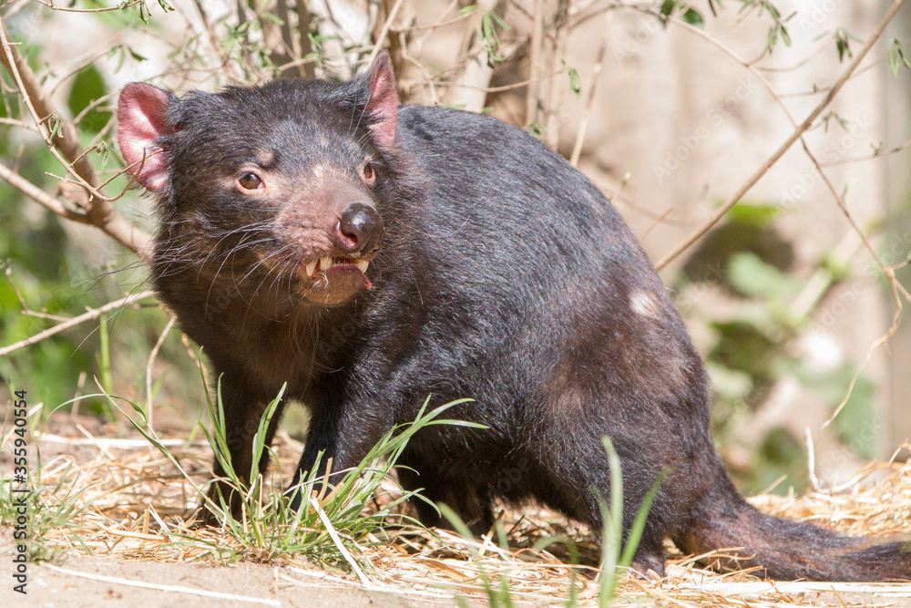 Tasmanian Devil (in german
Beutelteufel) Sarcophilus harrisii Tasmanian Devil (in german
Beutelteufel) Sarcophilus harrisii