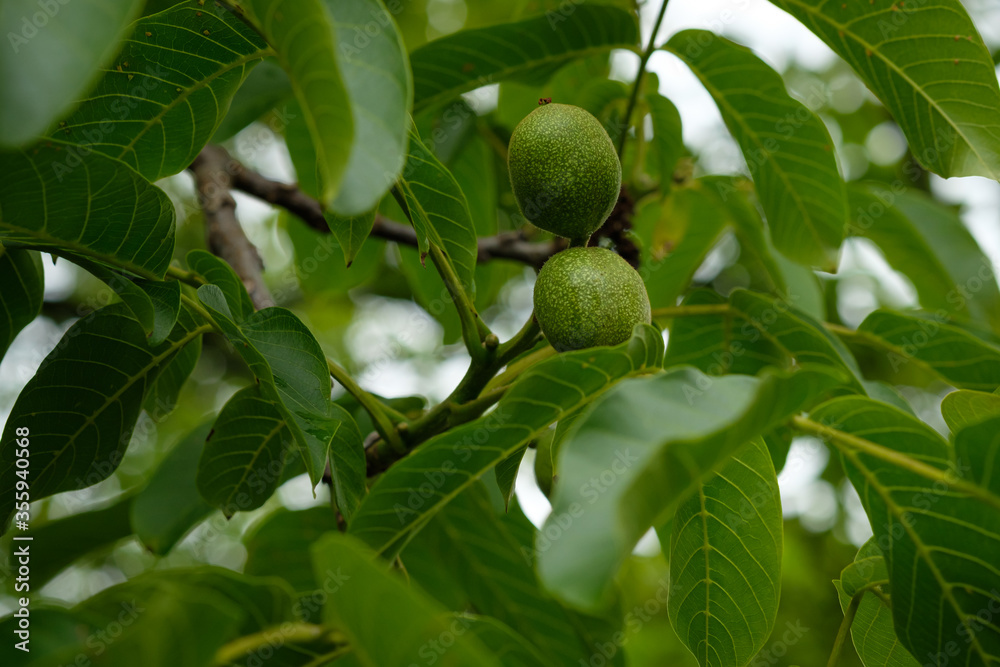 Green walnut fruits at a tree