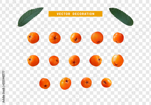 Set of realistic rowan berries, hawthorn, viburnum. vector illustration