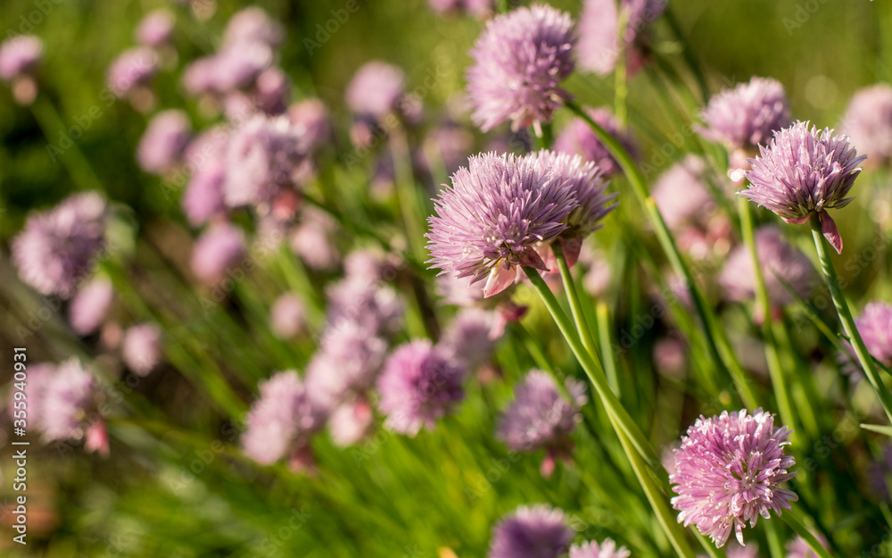 Chives blossoms covered in morning dew, close-up shot. Chives blossoms covered in morning dew, close-up shot.