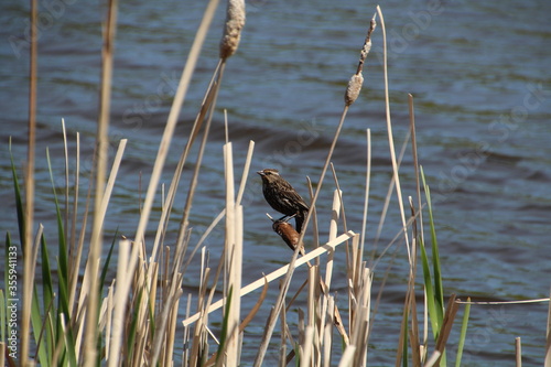 Female Red Winged Blackbird, Pylypow Wetlands, Edmonton, Alberta