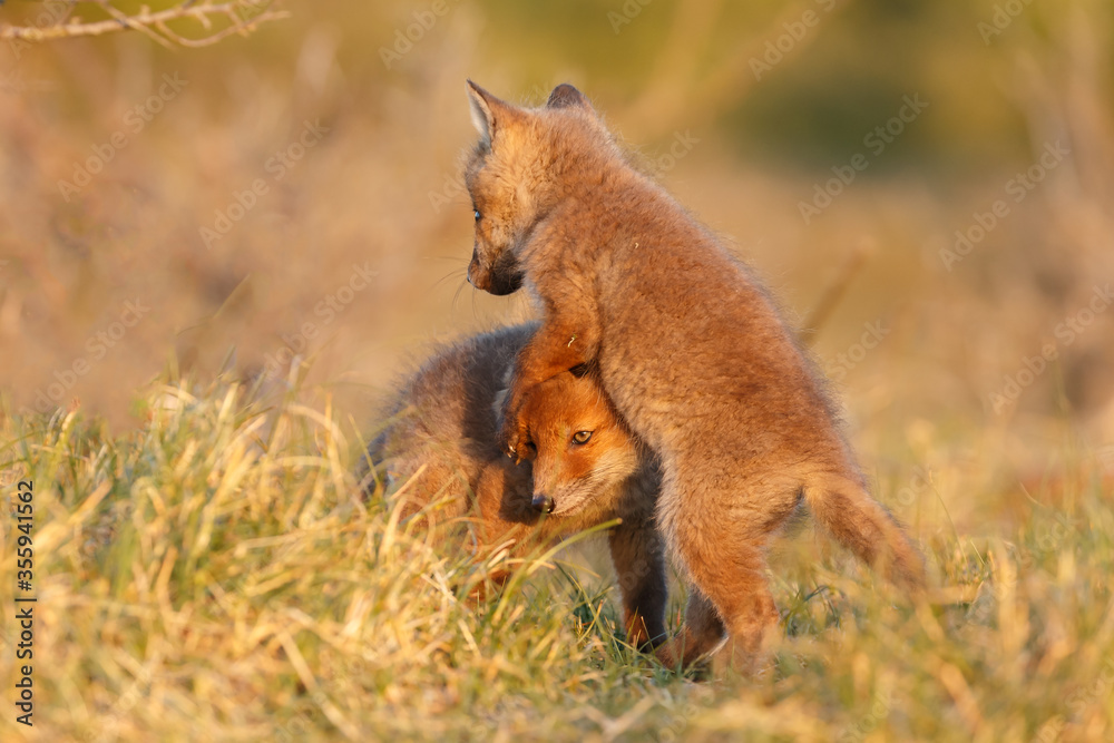 Obraz premium Red cubs in springtime playing in nature