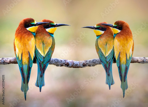 Two couple of bee-eaters