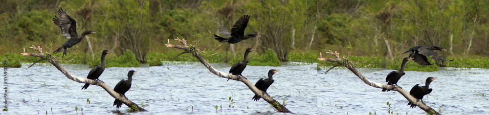 Flying again, free in the wilderness Flying again, free in the wilderness