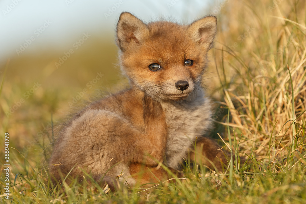 Fototapeta premium Red fox cubs new born in springtime.