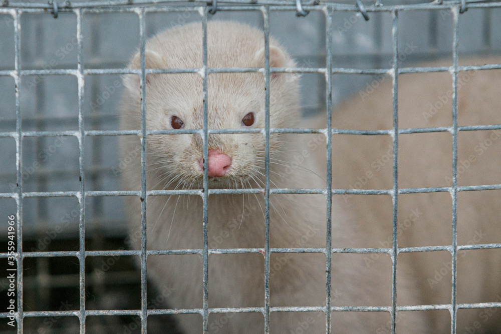 Obraz premium Mink in the cage