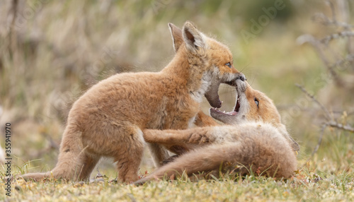 Red fox cubs new born in springtime.