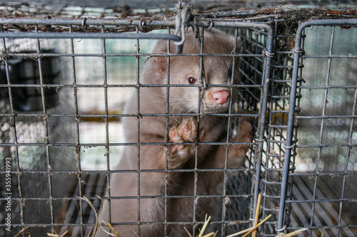 Photo Mink farm. Mink in the cage. Mink's fur