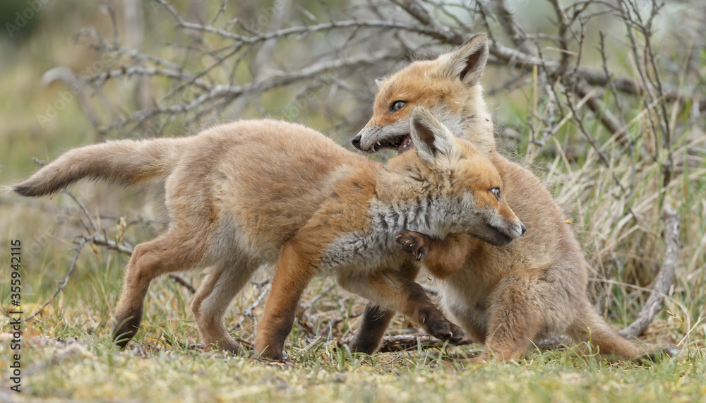 Obraz premium Red fox cubs new born in springtime.