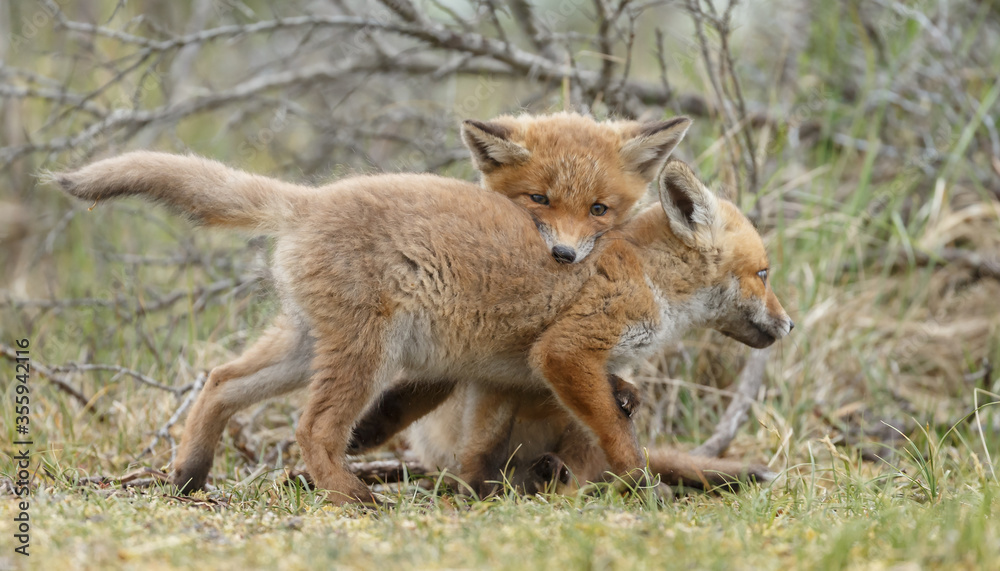 Red fox cubs new born in springtime. Red fox cubs new born in springtime.