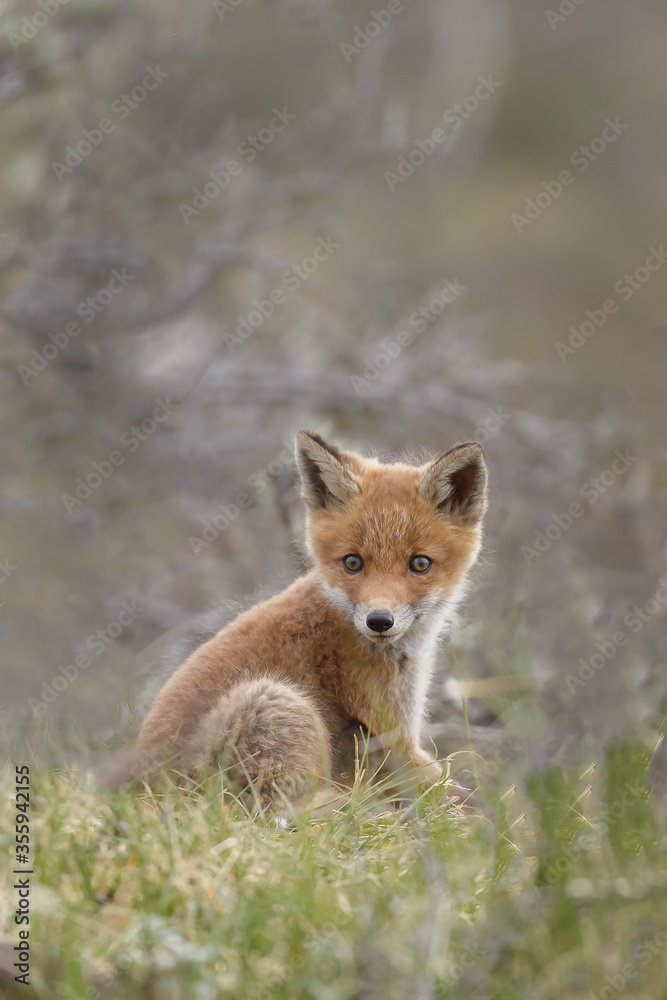 Red fox cubs new born in springtime. Red fox cubs new born in springtime.