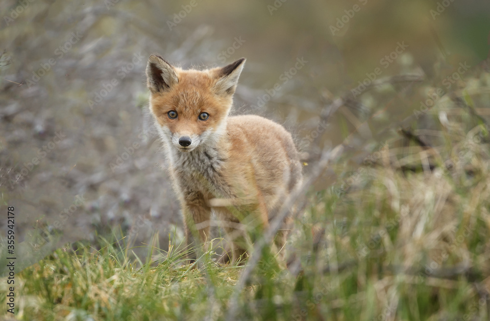 Red fox cubs new born in springtime. Red fox cubs new born in springtime.
