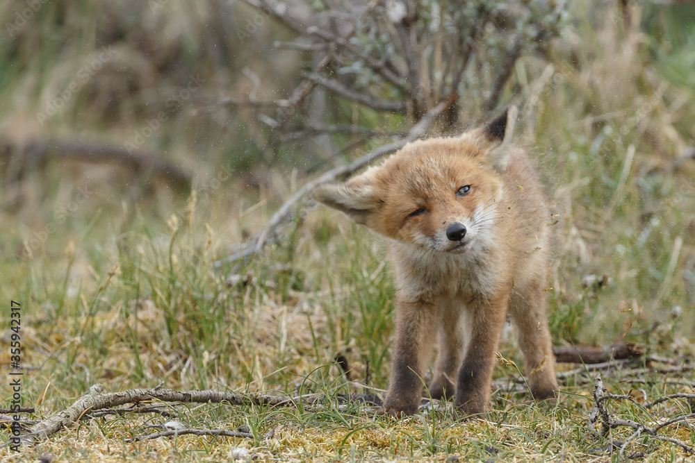 Naklejka premium Red fox cubs new born in springtime.