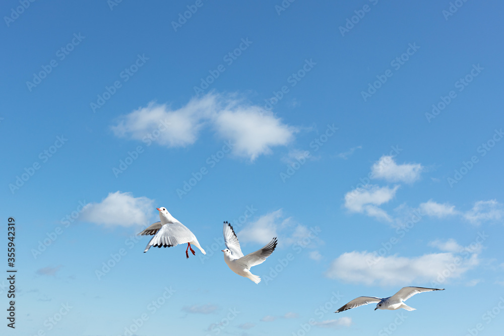 Beautiful sea gulls on a background of blue sky. Beautiful sea gulls on a background of blue sky.