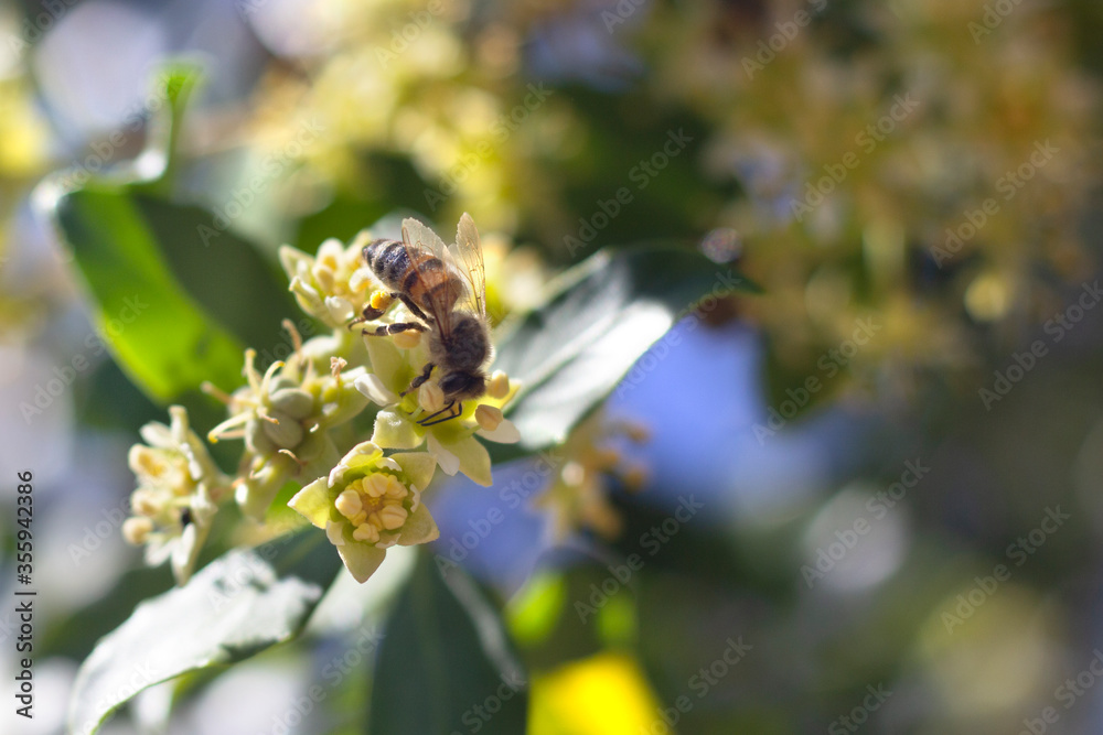 Fototapeta premium Abeja en flor de Quillay