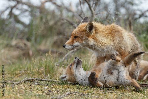 Red fox cubs new born in springtime. © Menno Schaefer