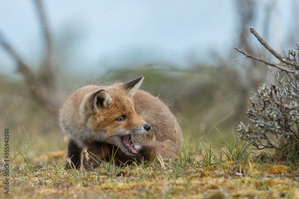 Naklejka premium Red fox cubs new born in springtime.