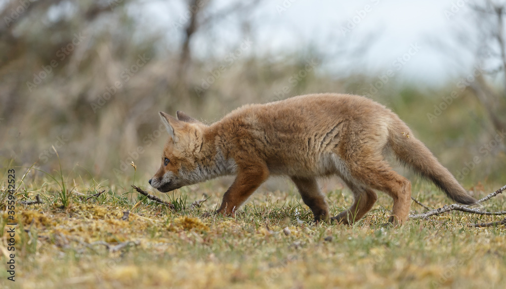 Fototapeta premium Red fox cubs new born in springtime.