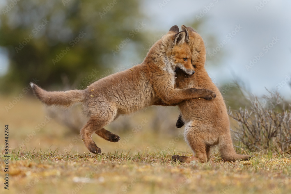 Fototapeta premium Red fox cubs new born in springtime.