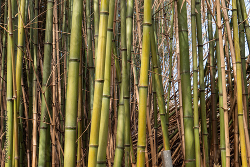 Plano medio de cañas de bambú