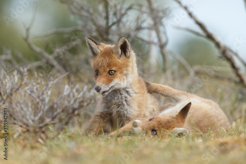 Red fox cubs new born in springtime.