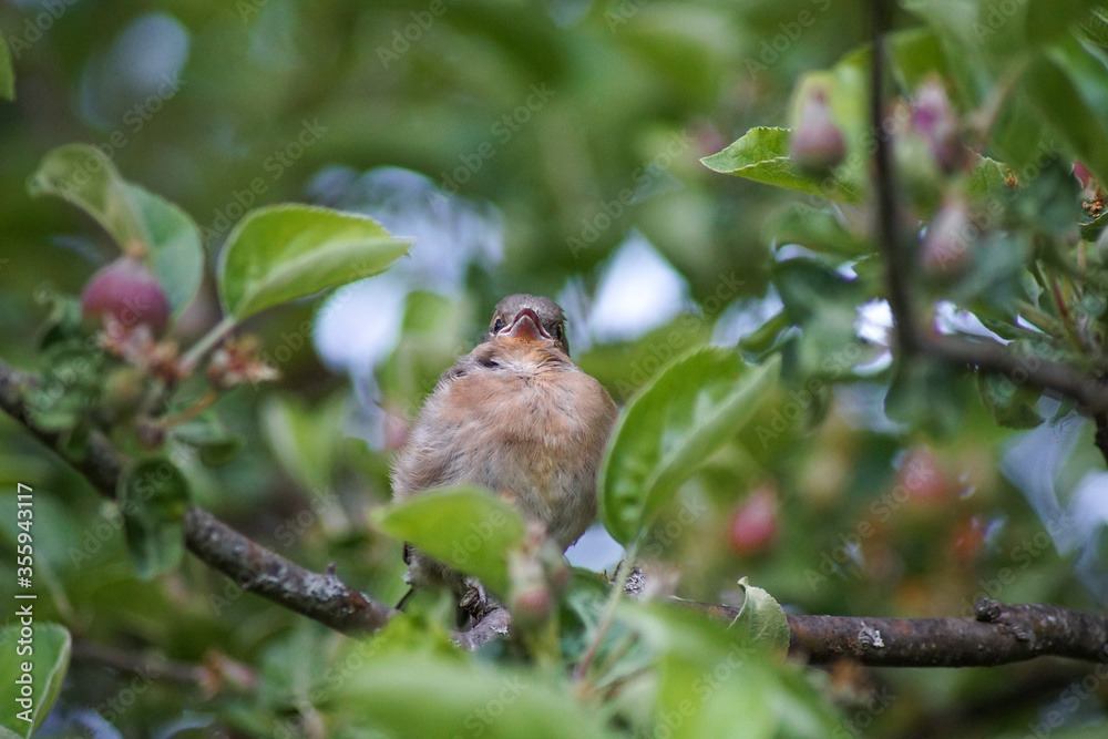 Fröhlich lachendes Vogelbaby im Apfelbaum Fröhlich lachendes Vogelbaby im Apfelbaum