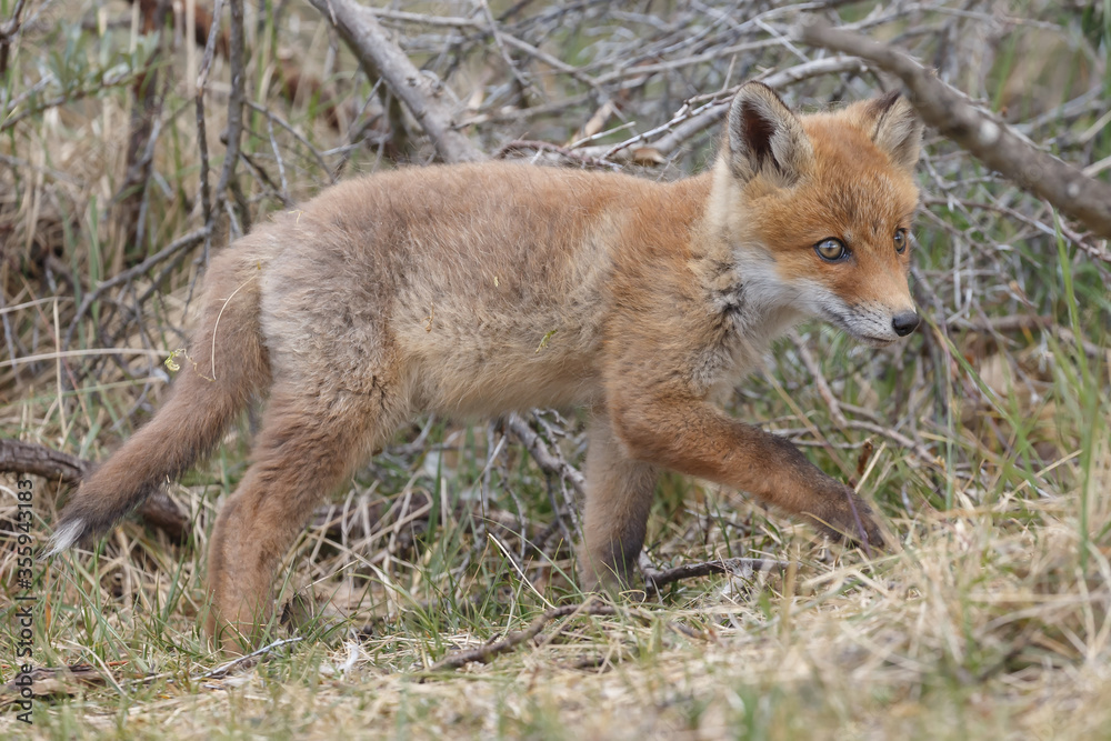 Red fox cubs new born in springtime. Red fox cubs new born in springtime.