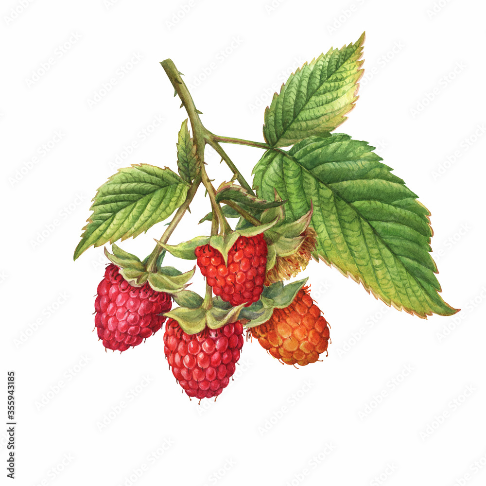 Closeup of a branch of red raspberry fruits (known as Rubus idaeus) with green leaves. Watercolor hand drawn painting illustration isolated on white background. Closeup of a branch of red raspberry fruits (known as Rubus idaeus) with green leaves. Watercolor hand drawn painting illustration isolated on white background.