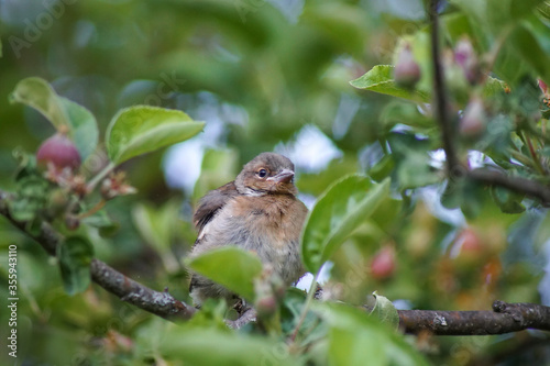 Vogelnachwuchs sitzt im Apfelbaum © Alexandra Henle