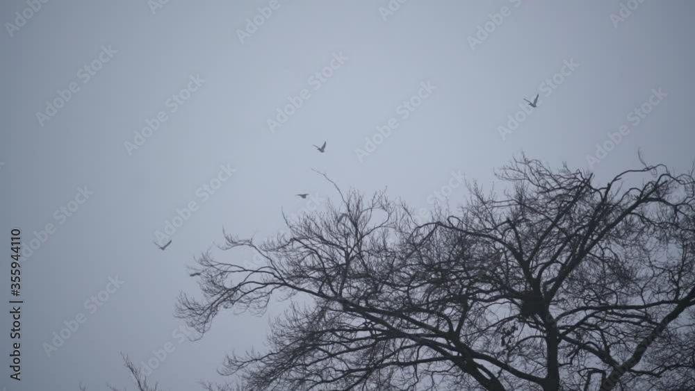 Flock of Birds Flying across a Snowy Winter Setting in Europe. Beautiful slow motion shot in an eerie and mysterious cold environment. Flock of Birds Flying across a Snowy Winter Setting in Europe. Beautiful slow motion shot in an eerie and mysterious cold environment.
