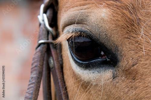 close up of horse head © Jonas Meier